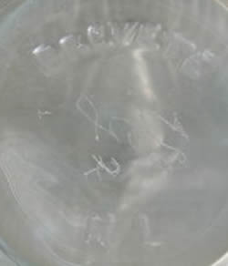 Narkiss Perfume Bottle For Roger et Gallet Molded Signature BREVETE RL