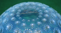 Rene Lalique Bowl Asters