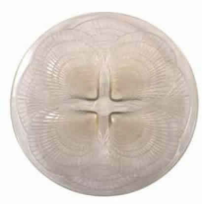 Rene Lalique Assiette Coquilles