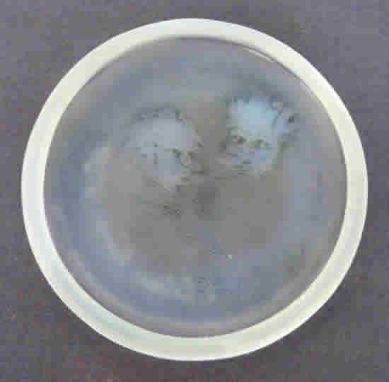 Rene Lalique Ring Dish Deux Zephyrs
