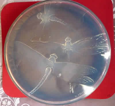 Rene Lalique Box Georgette