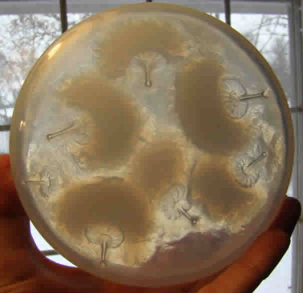 Rene Lalique Powder Box Houppes