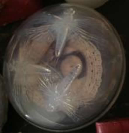 Rene Lalique Box Libellules