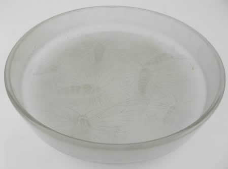 Rene Lalique Box Top Phalenes