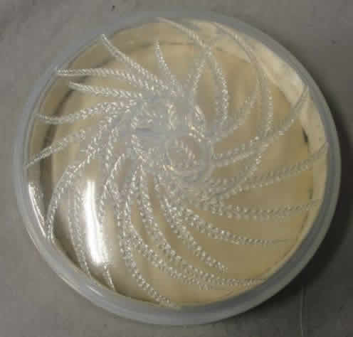 Rene Lalique Box Quatre Flacons