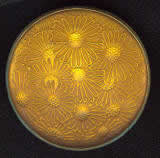 Rene Lalique Brooch Semi De Marguerites