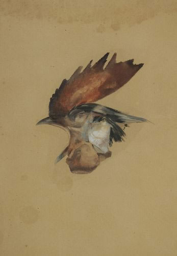 Rene Lalique Tete De Coq Drawing