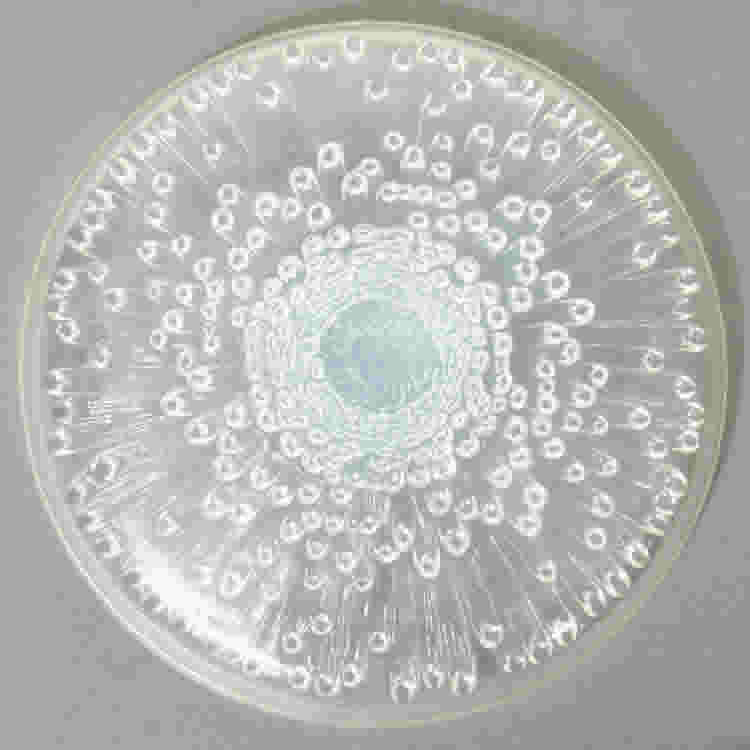 Rene Lalique Powder Box Tokio