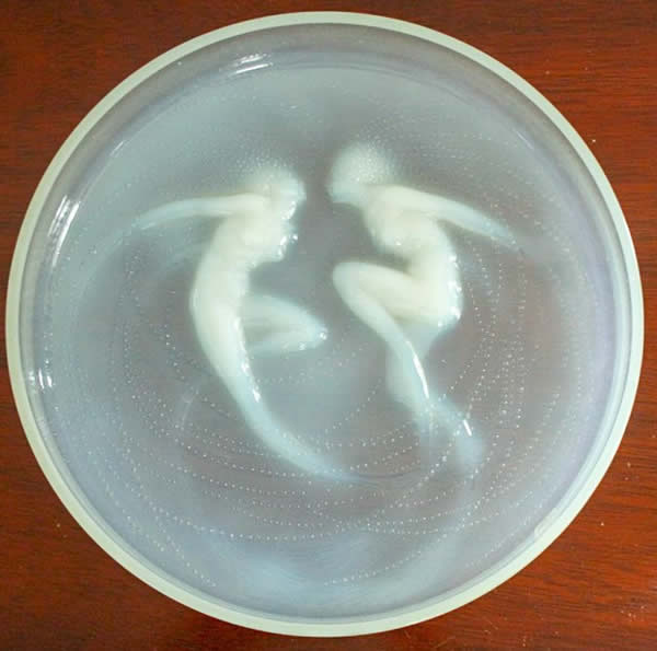 Rene Lalique Box Top Deux Sirenes