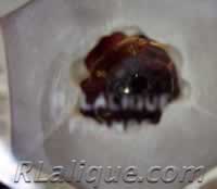 Fake R Lalique  Signature - Forged R Lalique Signature